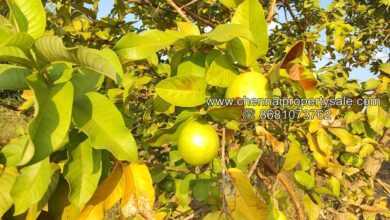 Land For Sale Near Me: Find Your Ideal Property Today